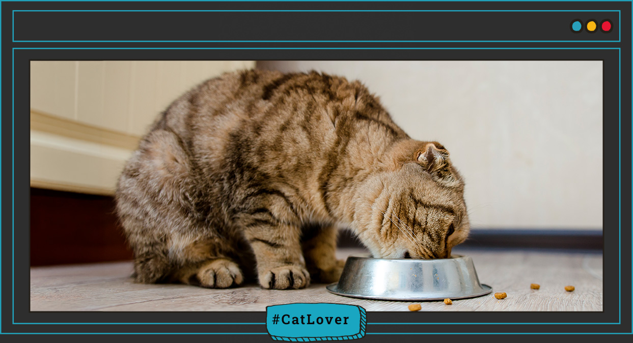  nutriss gatos castrados
